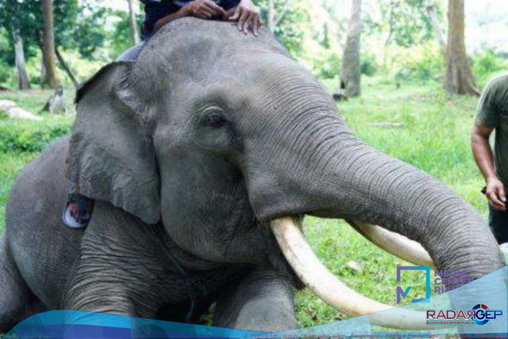 Belasan Gajah Berkeliaran Di Kebun Warga, Begini Kondisinya